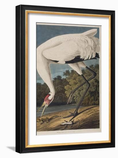 Illustration from 'Birds of America', 1827-38-John James Audubon-Framed Giclee Print