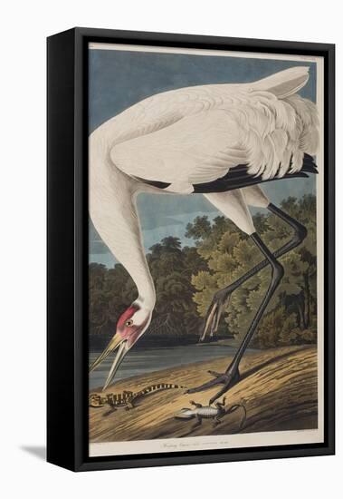 Illustration from 'Birds of America', 1827-38-John James Audubon-Framed Premier Image Canvas