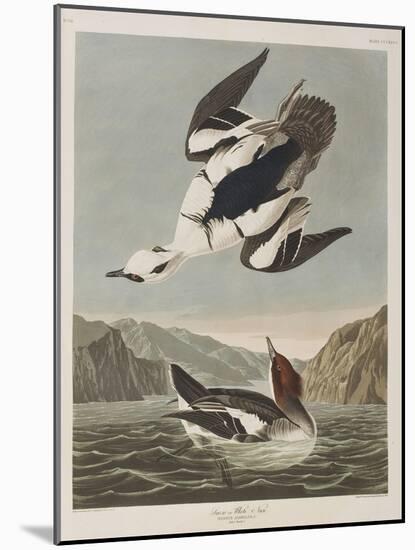 Illustration from 'Birds of America', 1827-38-John James Audubon-Mounted Giclee Print