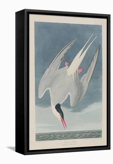 Illustration from 'Birds of America', 1827-38-John James Audubon-Framed Premier Image Canvas