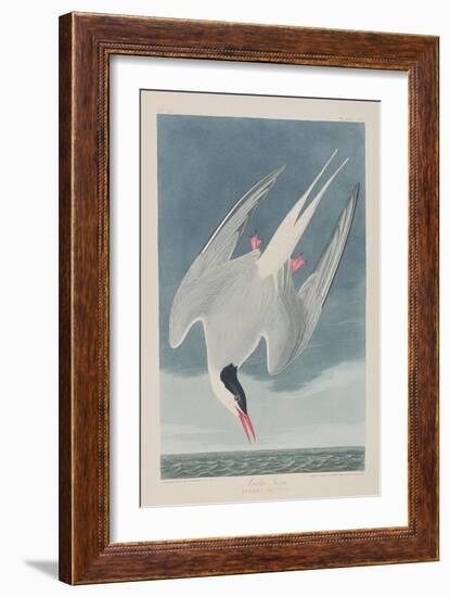 Illustration from 'Birds of America', 1827-38-John James Audubon-Framed Giclee Print