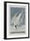 Illustration from 'Birds of America', 1827-38-John James Audubon-Framed Giclee Print