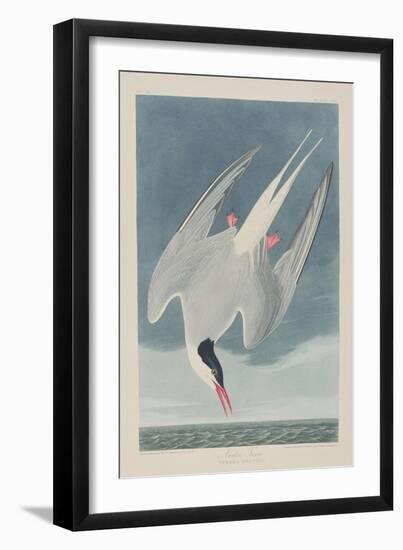 Illustration from 'Birds of America', 1827-38-John James Audubon-Framed Giclee Print