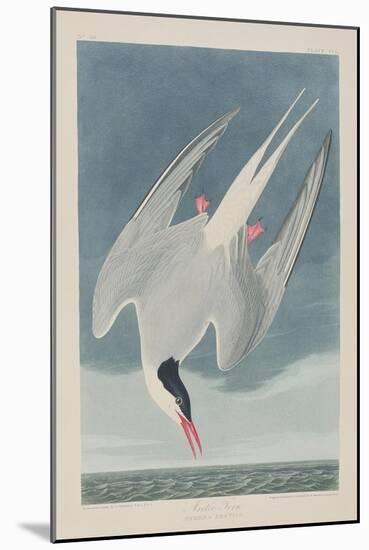 Illustration from 'Birds of America', 1827-38-John James Audubon-Mounted Giclee Print