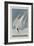 Illustration from 'Birds of America', 1827-38-John James Audubon-Framed Giclee Print