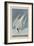 Illustration from 'Birds of America', 1827-38-John James Audubon-Framed Giclee Print