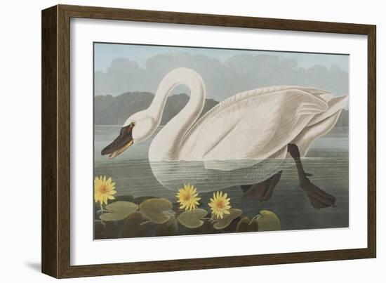 Illustration from 'Birds of America', 1827-38-John James Audubon-Framed Giclee Print