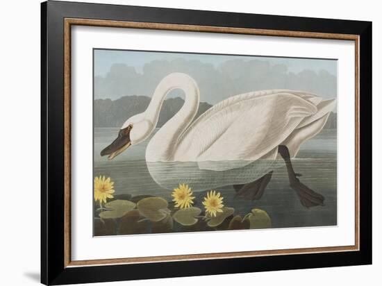 Illustration from 'Birds of America', 1827-38-John James Audubon-Framed Giclee Print