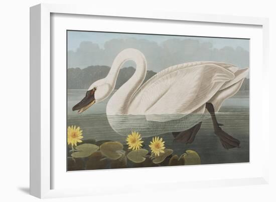 Illustration from 'Birds of America', 1827-38-John James Audubon-Framed Giclee Print