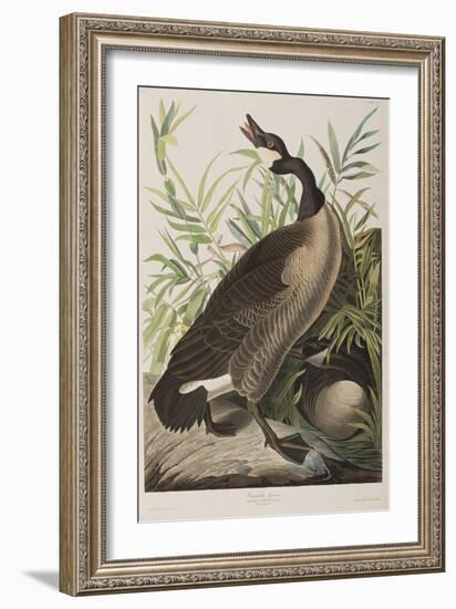 Illustration from 'Birds of America', 1827-38-John James Audubon-Framed Giclee Print