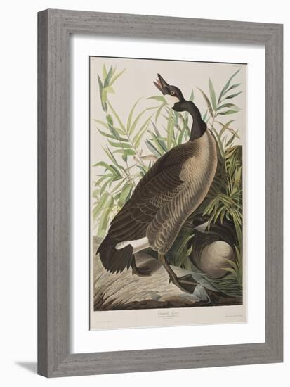 Illustration from 'Birds of America', 1827-38-John James Audubon-Framed Giclee Print