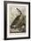 Illustration from 'Birds of America', 1827-38-John James Audubon-Framed Giclee Print