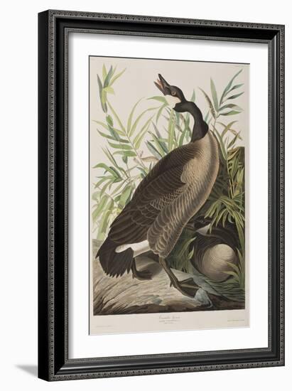 Illustration from 'Birds of America', 1827-38-John James Audubon-Framed Giclee Print