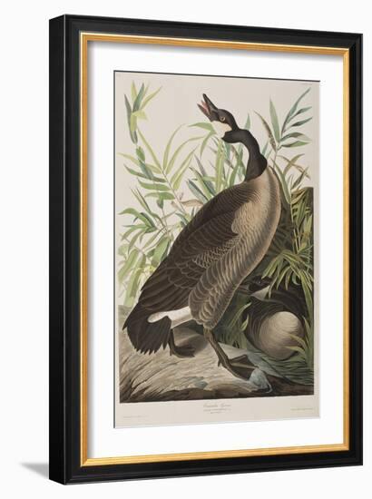 Illustration from 'Birds of America', 1827-38-John James Audubon-Framed Giclee Print