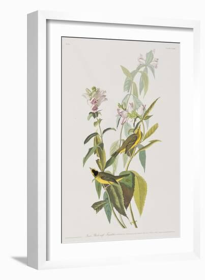 Illustration from 'Birds of America', 1827-38-John James Audubon-Framed Giclee Print