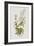 Illustration from 'Birds of America', 1827-38-John James Audubon-Framed Giclee Print