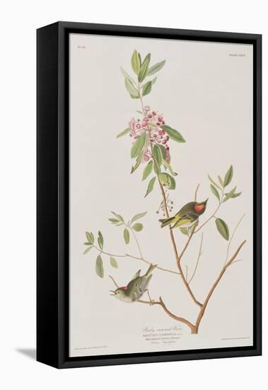 Illustration from 'Birds of America', 1827-38-John James Audubon-Framed Premier Image Canvas