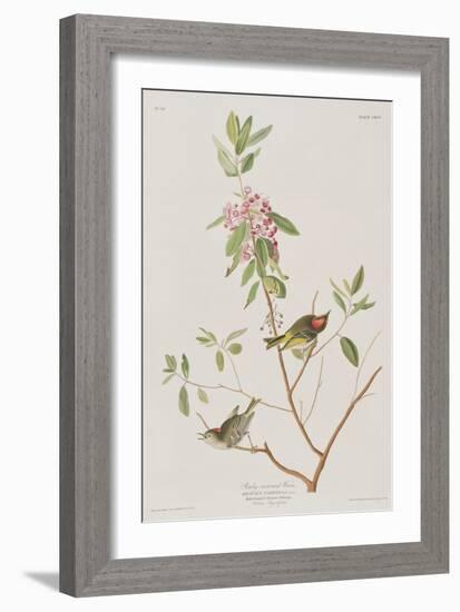 Illustration from 'Birds of America', 1827-38-John James Audubon-Framed Giclee Print