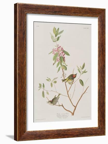 Illustration from 'Birds of America', 1827-38-John James Audubon-Framed Giclee Print