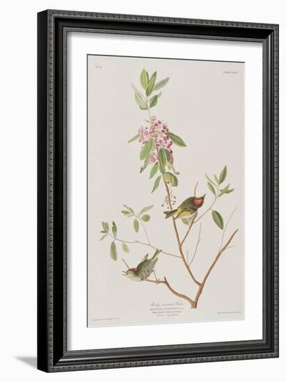 Illustration from 'Birds of America', 1827-38-John James Audubon-Framed Giclee Print