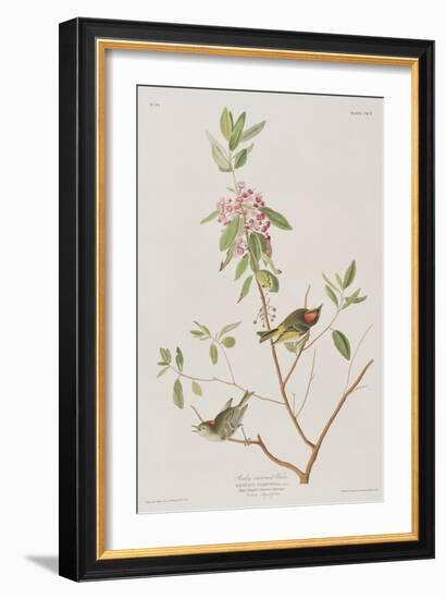 Illustration from 'Birds of America', 1827-38-John James Audubon-Framed Giclee Print