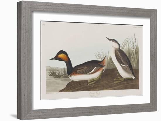 Illustration from 'Birds of America', 1827-38-John James Audubon-Framed Giclee Print