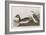 Illustration from 'Birds of America', 1827-38-John James Audubon-Framed Giclee Print