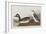 Illustration from 'Birds of America', 1827-38-John James Audubon-Framed Giclee Print