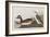 Illustration from 'Birds of America', 1827-38-John James Audubon-Framed Giclee Print