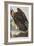 Illustration from 'Birds of America', 1827-38-John James Audubon-Framed Giclee Print