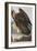 Illustration from 'Birds of America', 1827-38-John James Audubon-Framed Giclee Print