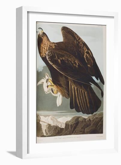 Illustration from 'Birds of America', 1827-38-John James Audubon-Framed Giclee Print