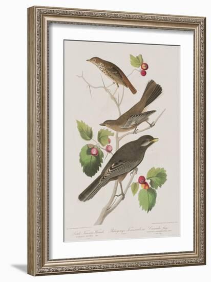 Illustration from 'Birds of America', 1827-38-John James Audubon-Framed Giclee Print