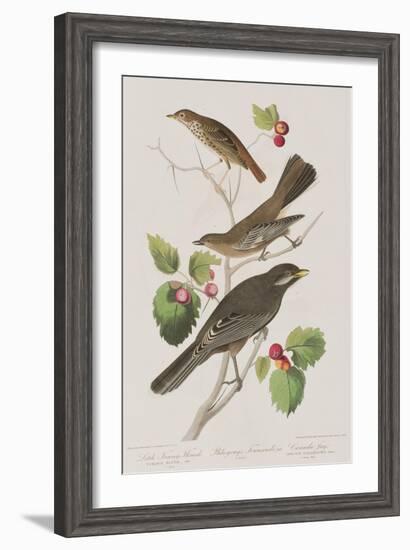 Illustration from 'Birds of America', 1827-38-John James Audubon-Framed Giclee Print