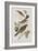 Illustration from 'Birds of America', 1827-38-John James Audubon-Framed Giclee Print