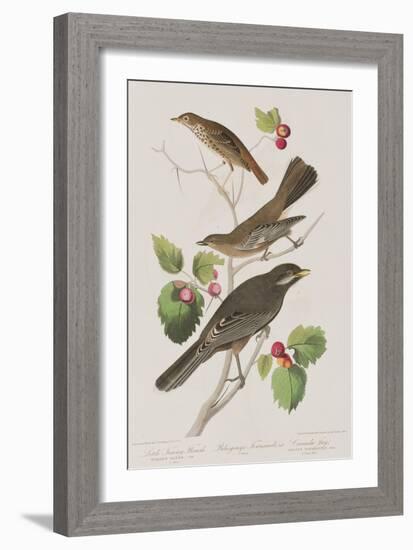 Illustration from 'Birds of America', 1827-38-John James Audubon-Framed Giclee Print