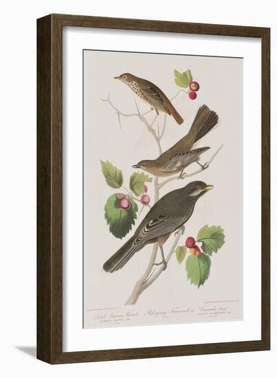 Illustration from 'Birds of America', 1827-38-John James Audubon-Framed Giclee Print