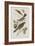 Illustration from 'Birds of America', 1827-38-John James Audubon-Framed Giclee Print