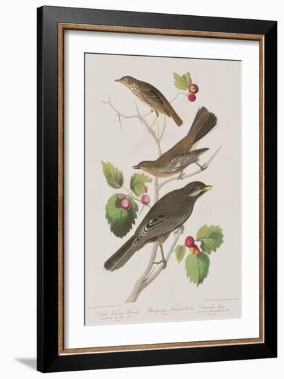 Illustration from 'Birds of America', 1827-38-John James Audubon-Framed Giclee Print