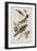 Illustration from 'Birds of America', 1827-38-John James Audubon-Framed Giclee Print