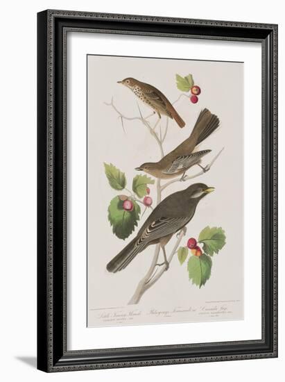 Illustration from 'Birds of America', 1827-38-John James Audubon-Framed Giclee Print