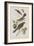 Illustration from 'Birds of America', 1827-38-John James Audubon-Framed Giclee Print