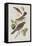 Illustration from 'Birds of America', 1827-38-John James Audubon-Framed Premier Image Canvas