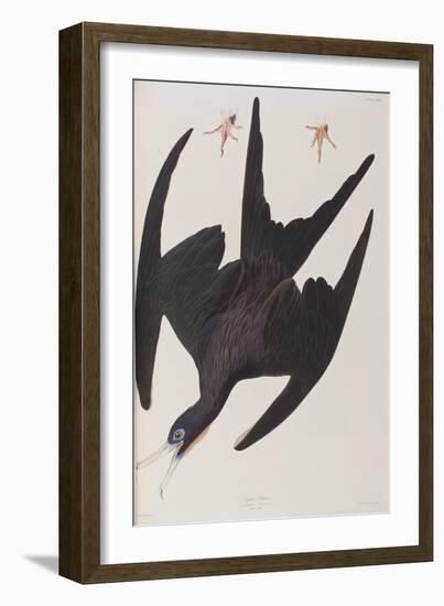 Illustration from 'Birds of America', 1827-38-John James Audubon-Framed Giclee Print