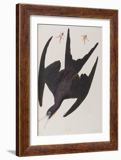 Illustration from 'Birds of America', 1827-38-John James Audubon-Framed Giclee Print