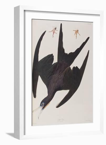 Illustration from 'Birds of America', 1827-38-John James Audubon-Framed Giclee Print