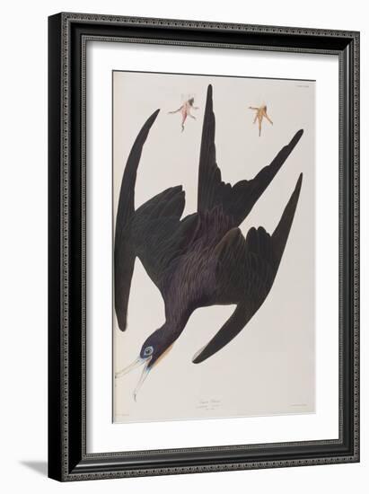 Illustration from 'Birds of America', 1827-38-John James Audubon-Framed Giclee Print