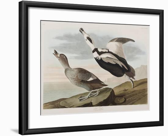 Illustration from 'Birds of America', 1827-38-John James Audubon-Framed Giclee Print