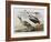 Illustration from 'Birds of America', 1827-38-John James Audubon-Framed Giclee Print