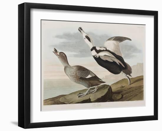 Illustration from 'Birds of America', 1827-38-John James Audubon-Framed Giclee Print